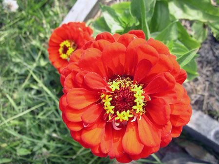 That right there is a big zinnia.