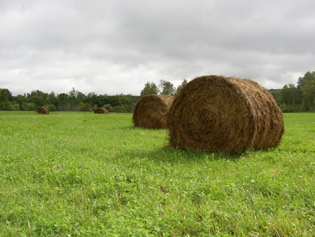 Roundy bales